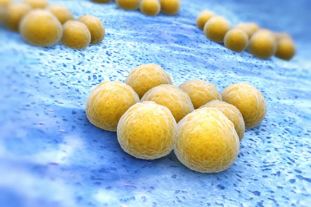 Staphylococcus aureus, den gula stafylokocken. Foto: iStock