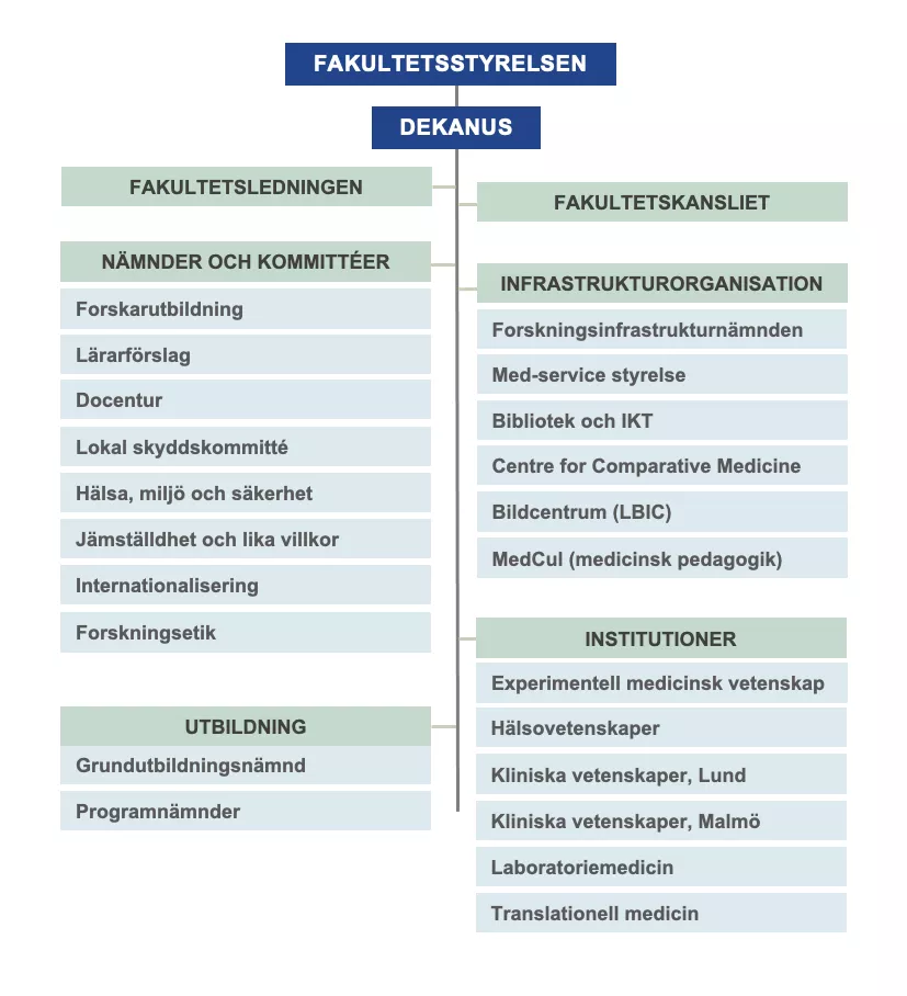 Organisationsskiss Medicinska fakulteten. Grafik.