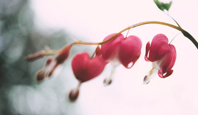 Dekorativt foto på hjärtformade blommor.